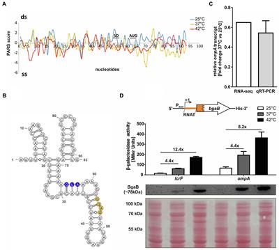 OmpA, a Common Virulence Factor, Is Under RNA Thermometer Control in Yersinia pseudotuberculosis